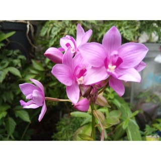 Hoa địa lan chu đình