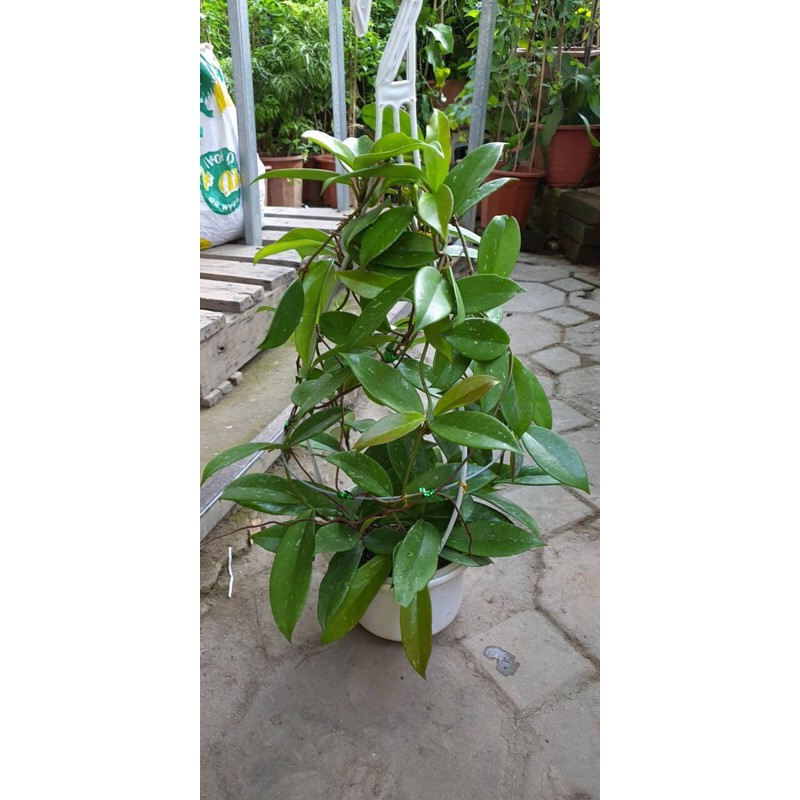 Lan cẩm cù đã thuần khoẻ 3 màu.