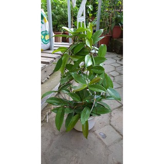 Lan cẩm cù đã thuần khoẻ 3 màu.