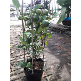 Chanh tứ quý... đang trái