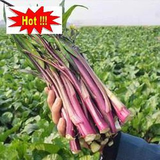 ⚡️ HẠT GIỐNG RAU CẢI NGỒNG ĐỎ F1⚡️ DẼ TRỒNG ĐẸP MẮT ĂN NGON