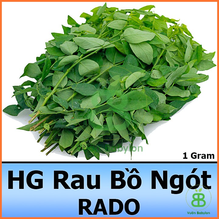 Hạt Giống Rau Ngót Dễ Trồng, Năng Suất Cao 1G