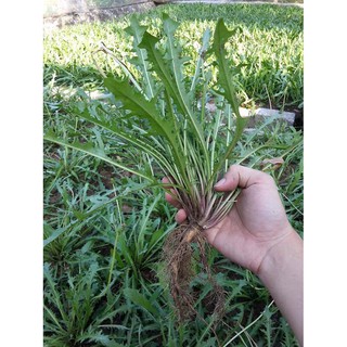 Bồ Công Anh khô 1kg