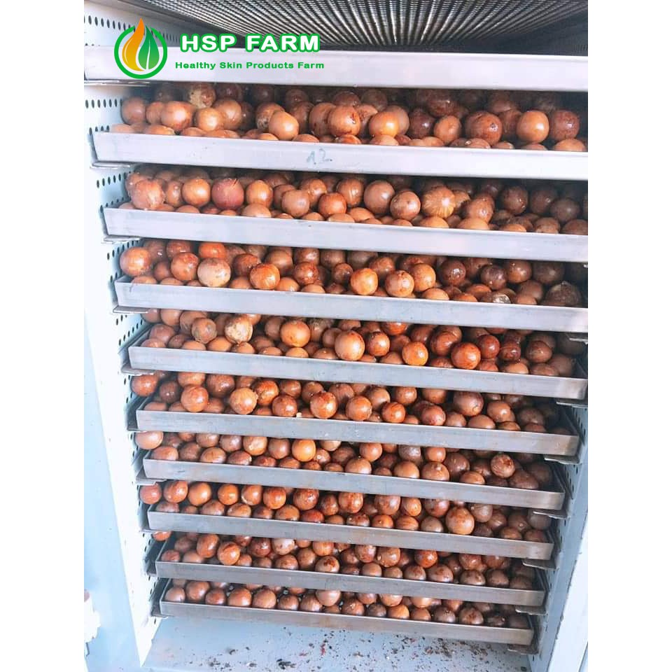 Hạt Macca Daklak sấy hàng vườn HSP Farm (Mắc ca Tây Nguyên )