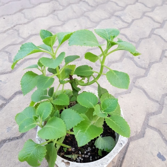 Húng chanh trồng chậu dễ trồng dễ chăm sóc, cây như hình