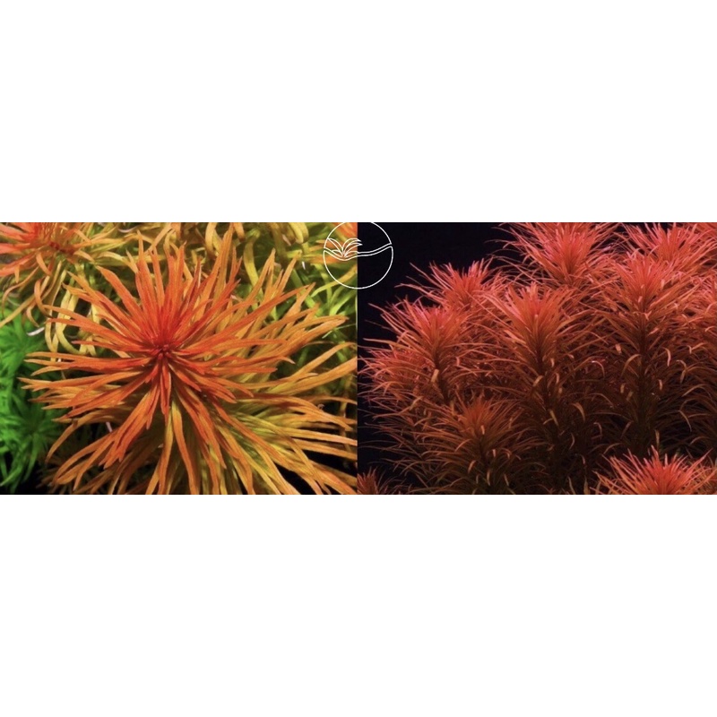 Ludwigia Pantana - Cây Hồng Thái Dương - Cây Thủy Sinh Cắt Cắm