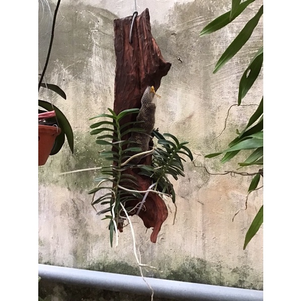 Lan cù lao minh Bình Thuận gồm 02 cây nguyên bản và 01 cây mẹ con ghép trên gỗ lũa