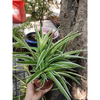 Cỏ lan chi chậu 12cm