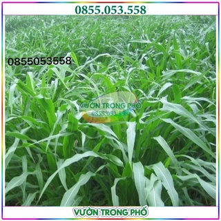 Hạt giống cỏ ngọt trong chăn nuôi