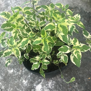 Cây Cẩm Thạch - Cây cảnh mini - caykiengsadec