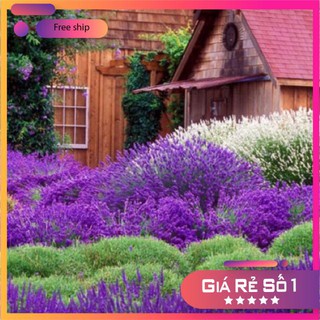 Hạt giống Oải hương (Lavander) (100 hạt)