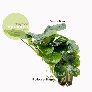 Trầu Bà Tròn TM (Anubias Round Leaf) - Cây Thủy Sinh