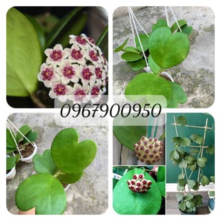 Lan Cẩm Cù lá Trái Tim