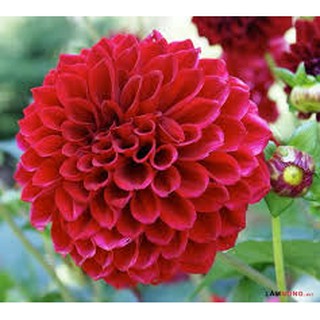 combo 5 HOA THƯỢC DƯỢC CỦ MÀU ĐỎ