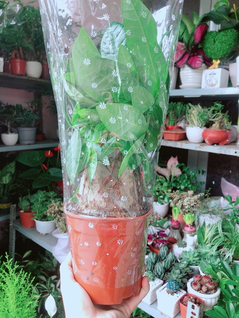 Kim Ngân 1 Thân Lớn