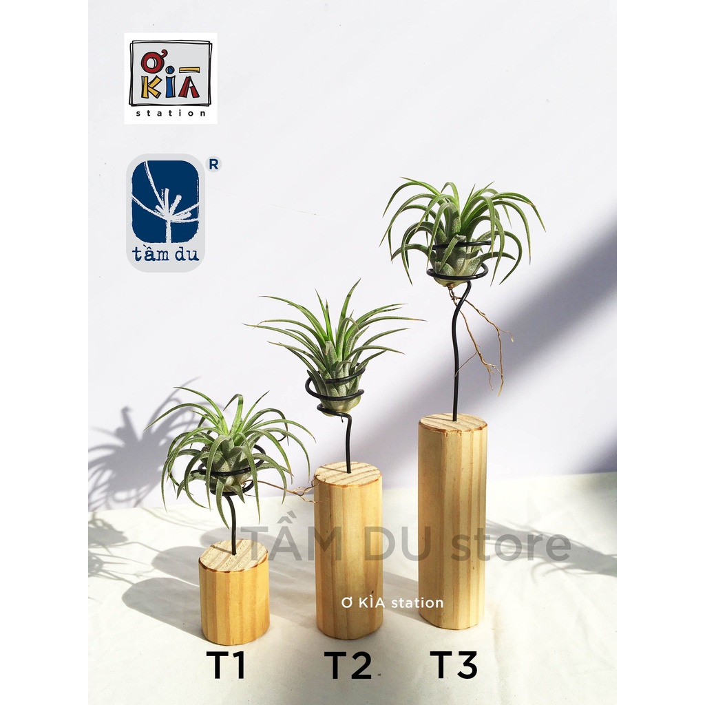 Bộ cây không khí Ionantha kèm đế nhiều kiểu đẹp - rẻ