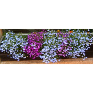 Hạt Giống Hoa Lobelia Mix 100 Hạt