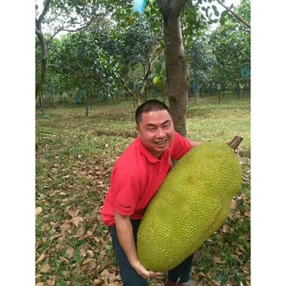 Cây giống mít malaysia quả dài nhập khẩu