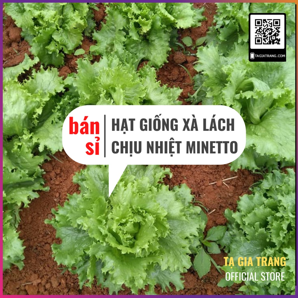[Bán sỉ] - Hạt giống xà lách chịu nhiệt Minetto