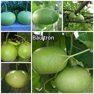 bầu tròn thái lan