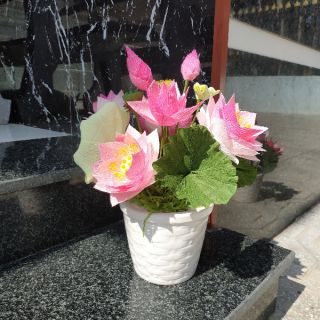 Chậu hoa sen giấy nhún ý