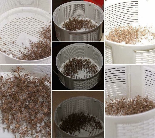 ĐÈN BẮT MUỖI THÔNG MINH | BigBuy360 - bigbuy360.vn