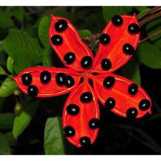 CÂY SANG -Cây ĐẸP TỪ TÊN ĐẾN HÌNH DÁNG ĐẾN Ý NGHĨA