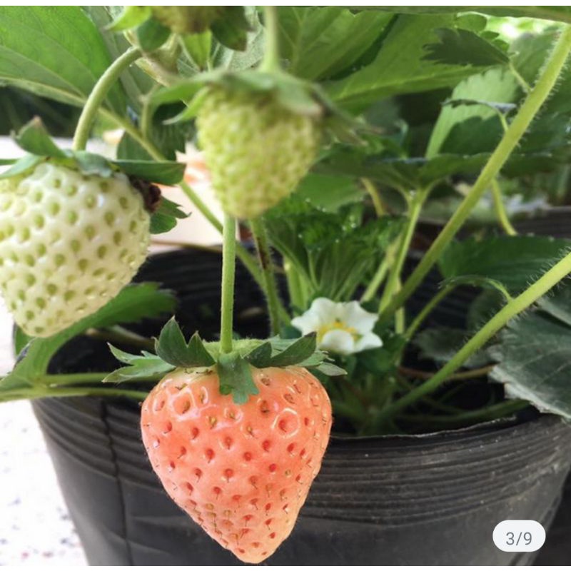 Combo 10 cây mô vỉ Dâu 🍓 ANH ĐÀO 🍑