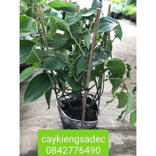 Caykiengsadec- Cây tiêu+tặng phân bón cho cây- hoa lá cây kiểng-