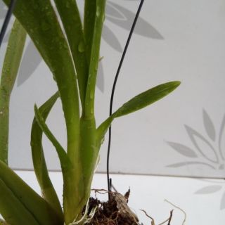 Lan Vũ Nữ 20k/tép ( cao không dưới 15 cm )