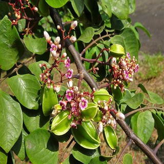 Cây giống khế chua sai quả