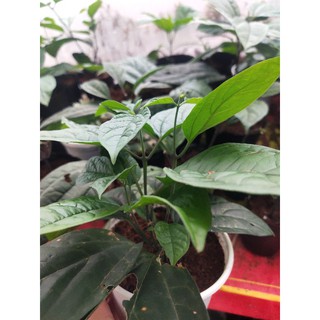 Cây hoa ngọc nữ trắng nhỏ