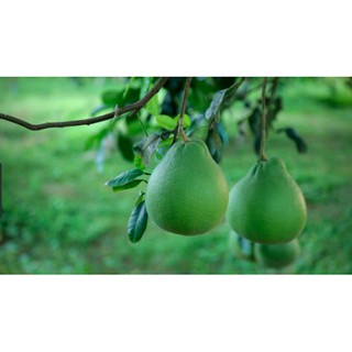 cây bưởi ruột đỏ rubi thái lan