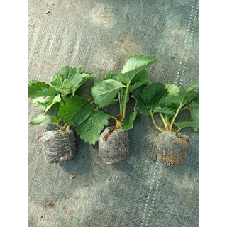 combo 5 ngó dâu tây hana đầu mô chịu nhiệt