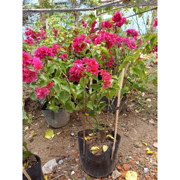 Cây hoa giấy hoa kép siêu hoa