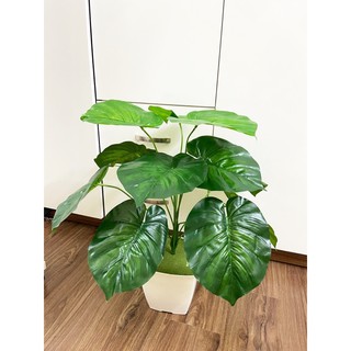 Cây môn 12 lá cao 60cm