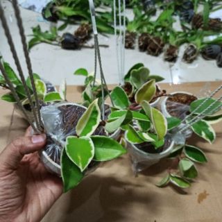 Lan cẩm cù ngọc thạch