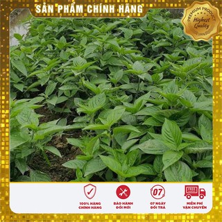Hạt giống cây Bạc Hà Tây 1gr