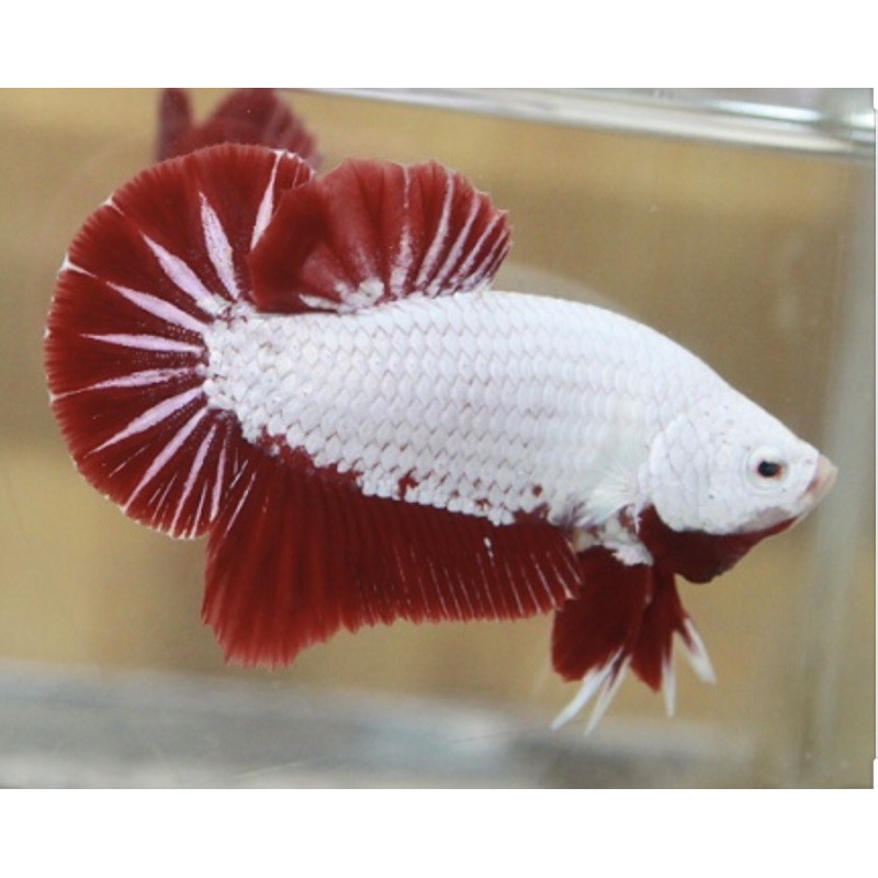 BETTA RỒNG ĐỎ ( trống )