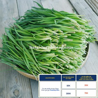 1GR - HẠT GIỐNG CÂY HẸ