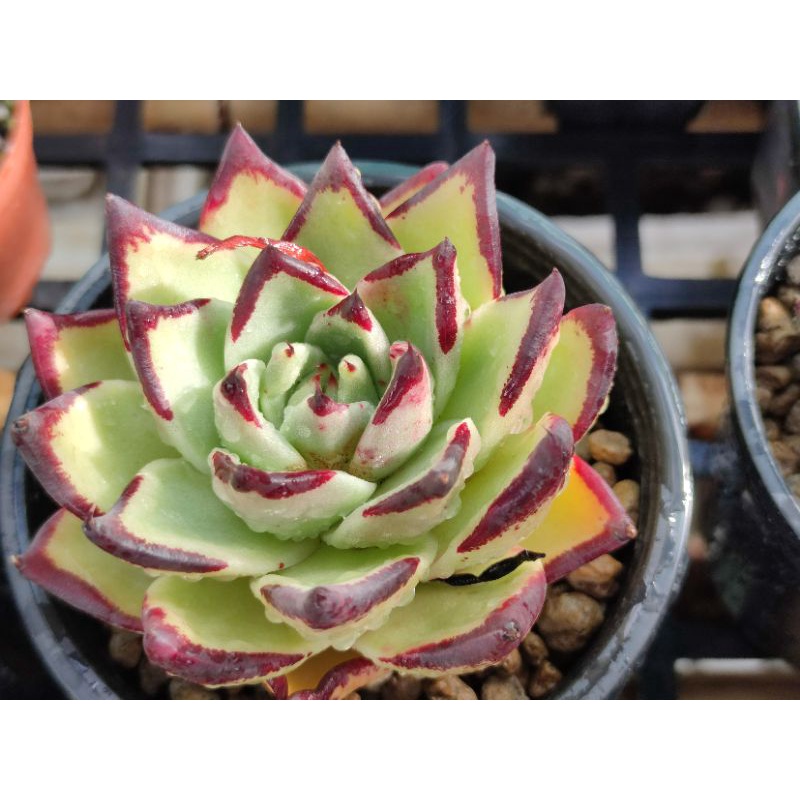 SOIL MIX BA 15dm3 - Giá Thể Sen Đá Xương Rồng