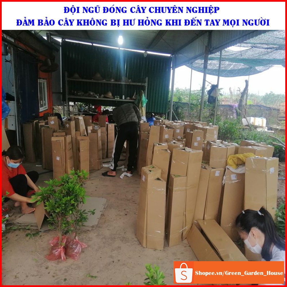 Cây cam Vinh chuẩn giống F1 khỏe mạnh, giống cam Vinh sai quả và quả ngọt - Vườn Xanh Việt