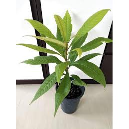 Hồng Xiêm Ruột Đỏ Khổng Lồ