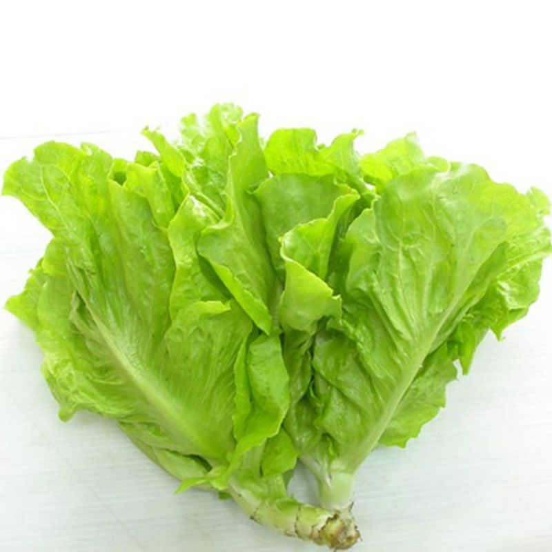 Hạt giống xà lách mỡ chịu nhiệt dễ trồng năng suất cao dễ nảy mầm