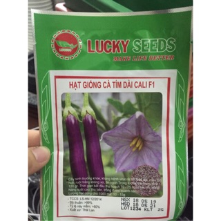 Hạt giống cà tím