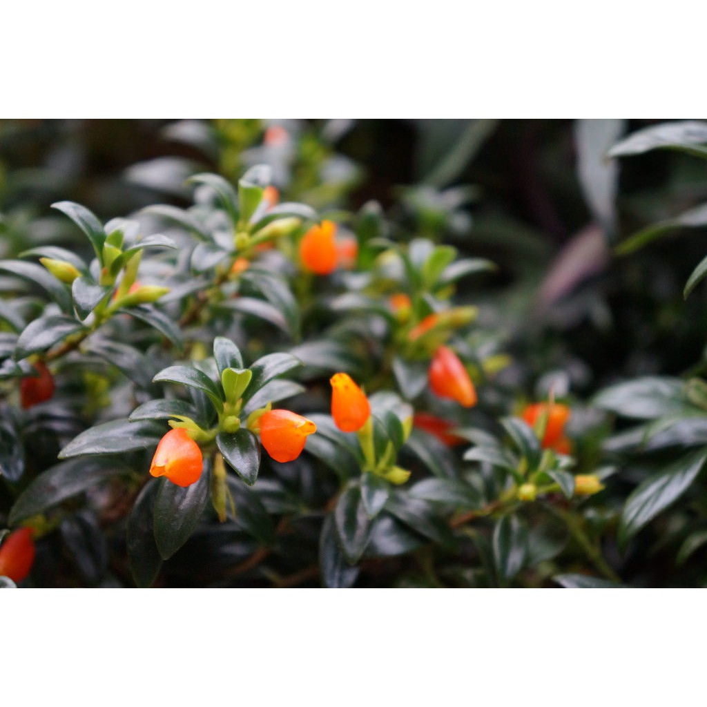 Cây Cá Vàng - Chậu Treo