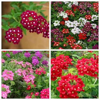 Túi 50 hạt giống hoa cúc Indo nhiều màu, Hạt giống hoa vân anh - Hoa cúc nữ hoàng chuẩn giống