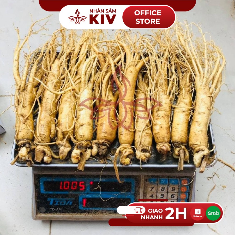 Nhân sâm tươi 235k/củ lớn loại 8-10 củ/kg thượng phẩm | BigBuy360 - bigbuy360.vn