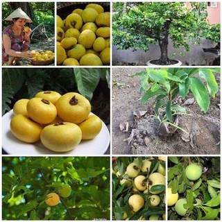 Giống Cây Thị chuẩn F1
