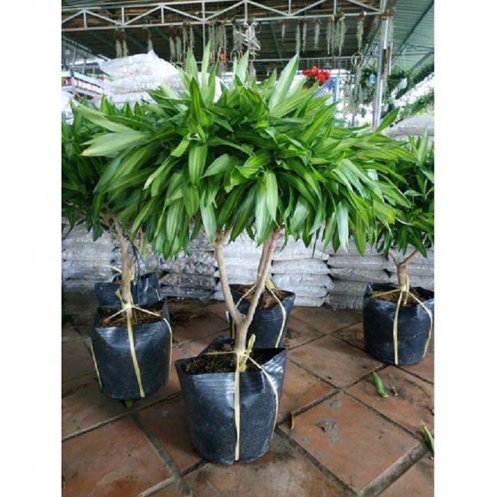 Cây trúc bách hợp